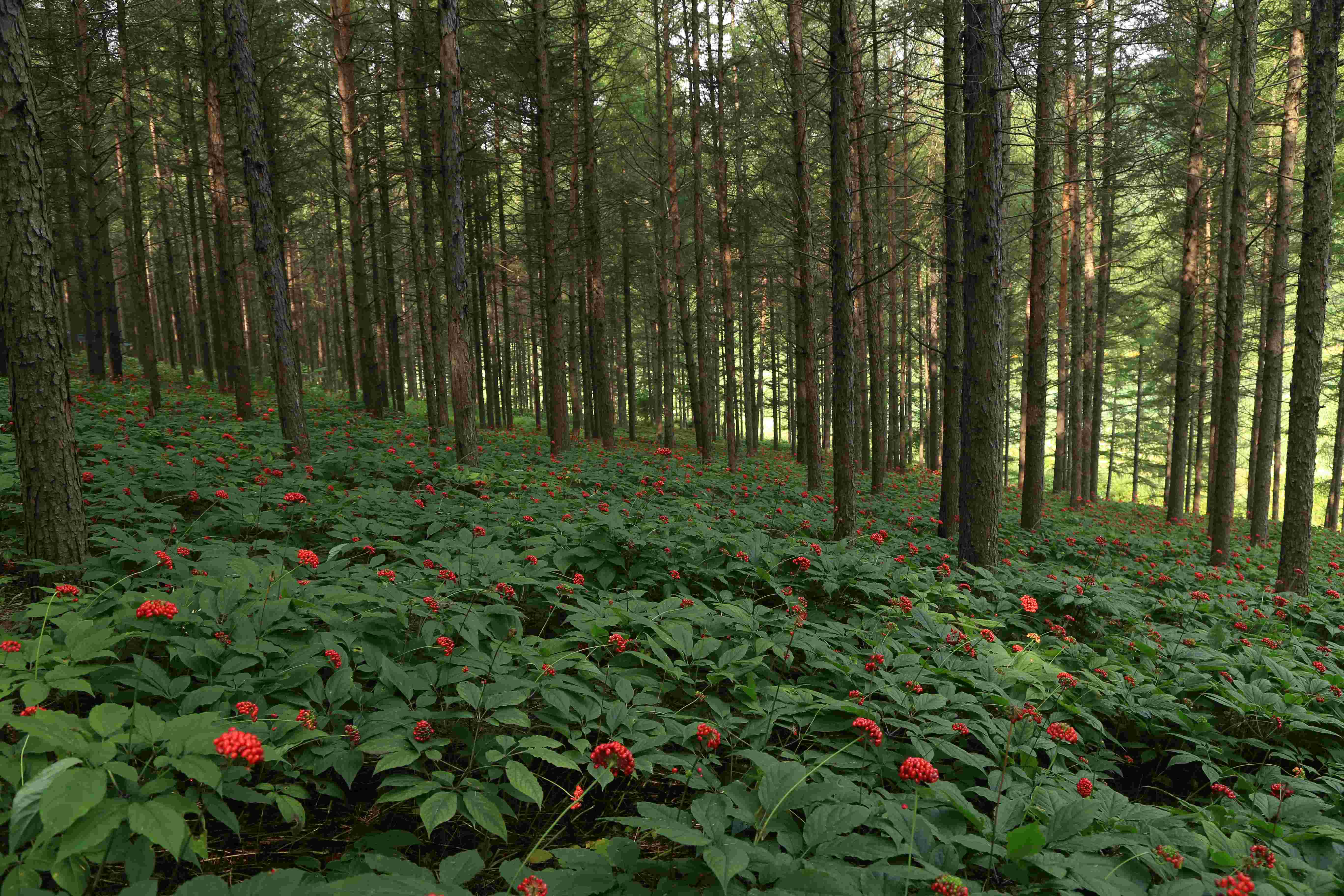 1711331202455019.jpg 人參果參地全景圖2(1)(1).jpg